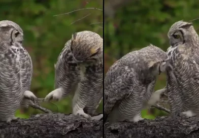 animales, interacción, búhos, hermanos, sorprendente, bosque, fotógrafo, captura,