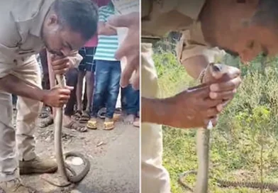 policia, india, serpiente, intoxicada