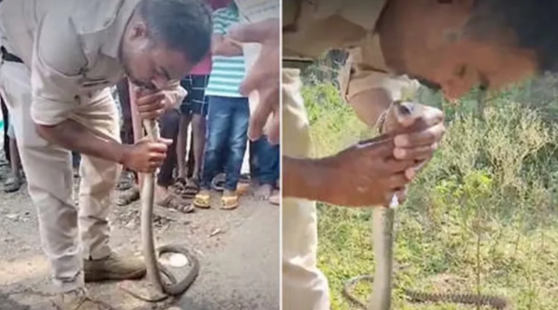 policia, india, serpiente, intoxicada