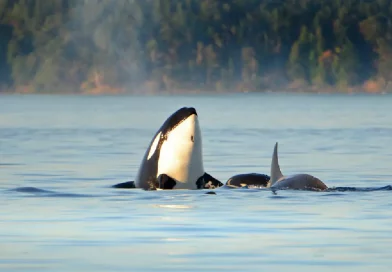 heavy metal, orcas, musica