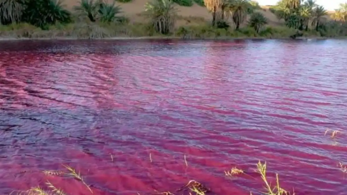 ¿el Río Nilo Se Tiñó De Rojo Nuevamente Te Contamos La Razónemk 4350