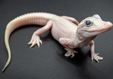 florida, estados unidos, caiman leucistico, piel rosa y ojos azules