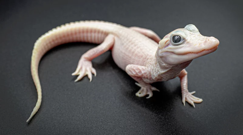 florida, estados unidos, caiman leucistico, piel rosa y ojos azules