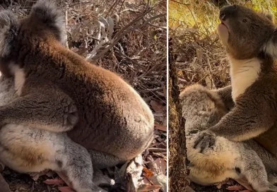 koala, llora, duelo, koala macho, perdida de su pareja, muerte, pareja, compañera, redes, conmueve, Australia, rescatistas, voluntarios, captan,