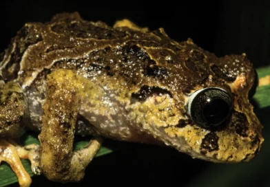 internacional, ecuador, anfibio, nueva especie, ecuador, rana espinosa