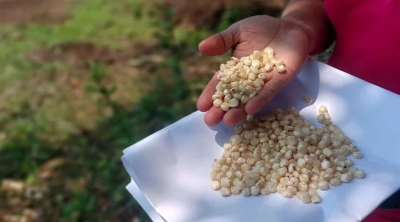 inta, semillas hibridas de maíz, mateare, productores, managua, mateare