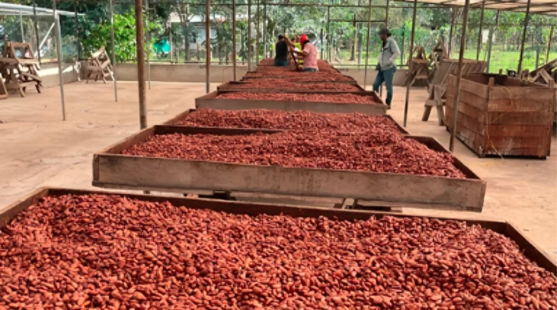 nicaragua, sistema de produccion, cacao,