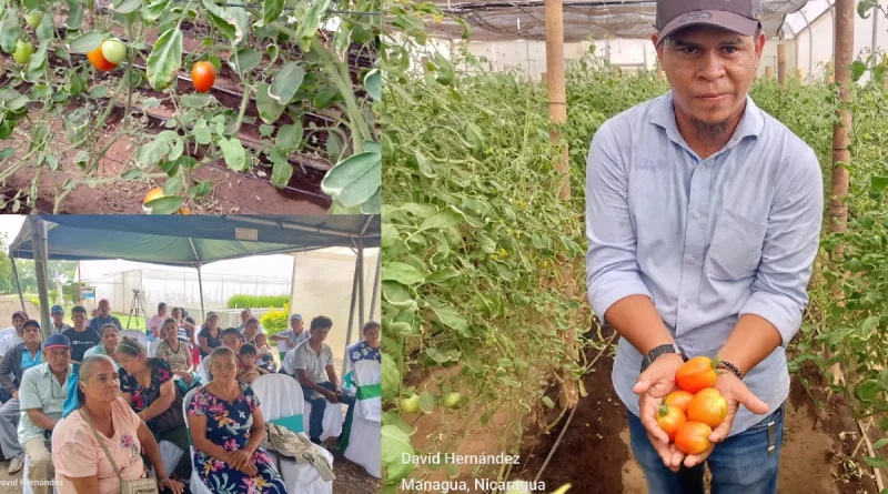 nicaragua, inta, managua, productores, fortalecen conocimientos, hortalizas