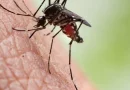 mosquito, nicaragua, reporte, menos contagios, nicaragua, salud, ministerio de salud, mosquito, neumonía, dengue, leptospirosis,