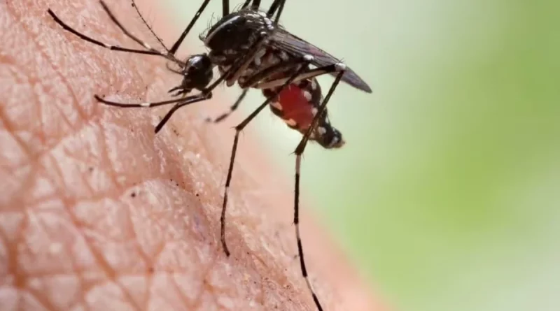 mosquito, nicaragua, reporte, menos contagios, nicaragua, salud, ministerio de salud, mosquito, neumonía, dengue, leptospirosis,