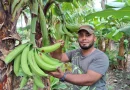 productores de platano, nicaragua, nuevas tecnológicas, mejorar calidad, nicaragua, inta