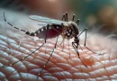 dengue, enfermedades, salud, opinion,