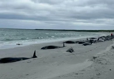 Escocia, playa, ballenas, varadas, varamiento masivo, mueren, calderones,