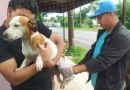 nicaragua, vacunacion antirrabica canina, animales, minsa