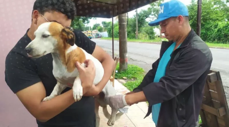 nicaragua, vacunacion antirrabica canina, animales, minsa