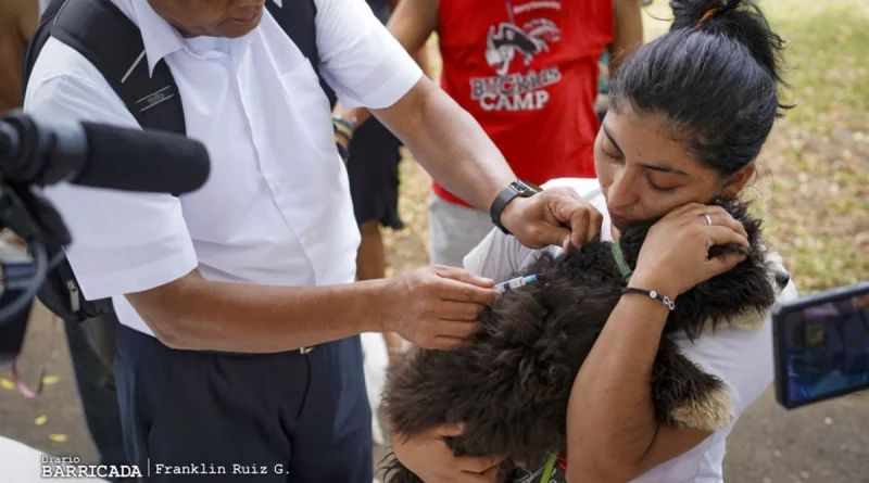 nicaragua, campaña nacional antirrabica 2024, vacunas,