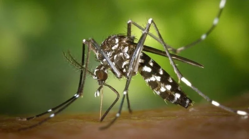 minsa, ministerio de salud, managua, nicaragua, gobierno de nicaragua, mosquito,