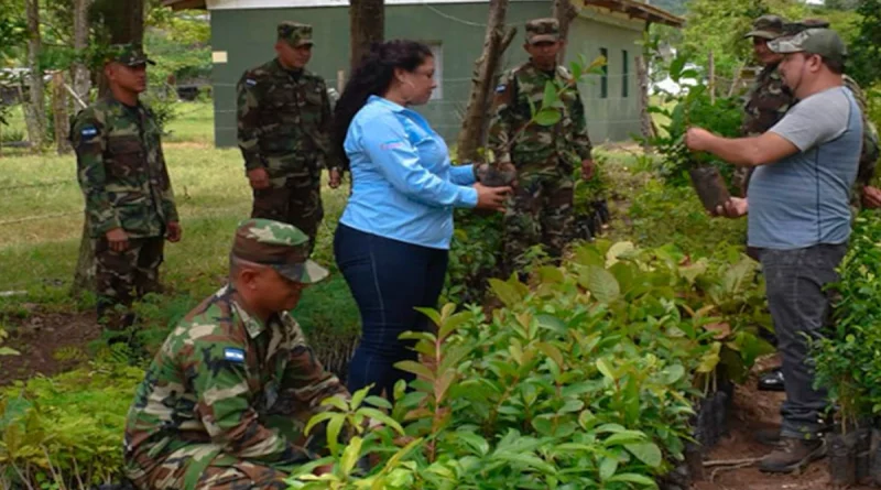 Ejército de Nicaragua, Jinotega, reforestación, nicaragua, Nicaragua, gobierno de nicaragua, deforestación,