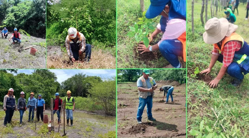 movimiento ambientalista, reforestacion, nicaragua,