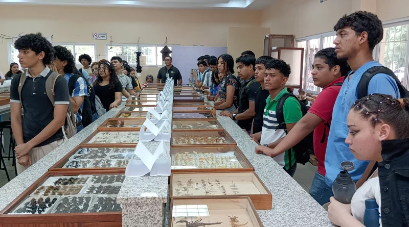 nicaragua, museo de entomologia, una, universidad nacional agraria, insectos, investigacion,