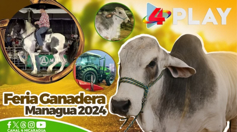 Nicaragua, ganadería, gastronomia, feria ganadera, managua, familias, nicaraguenses, toros, animales