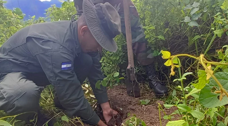 nicaragua, ejercito de nicaragua, mateare, jornada de reforestacion, mirador de la laguna de apoyeque,