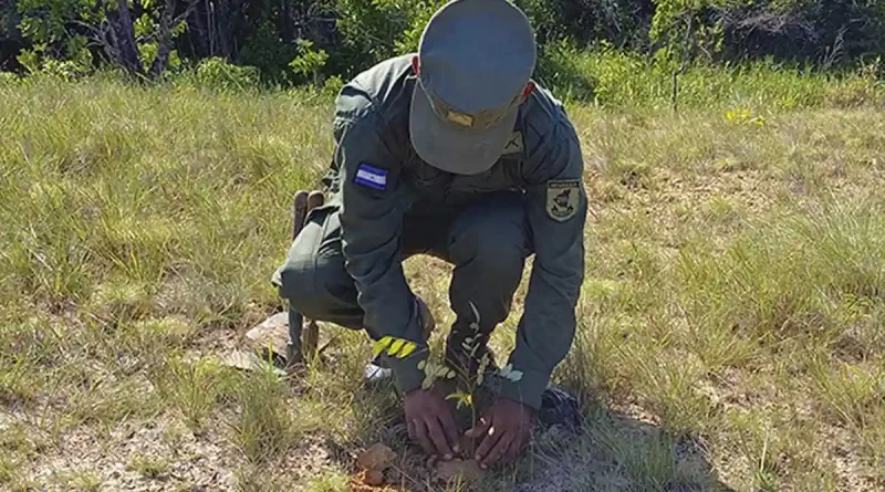 ejercito de nicaragua, jornada de reforestacion, costa caribe norte, nicaragua,