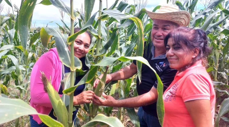 nicaragua, inta, maíz blanco y amarillo, produccion, nuevas variedades