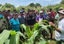 inta, managua, cultivo, maiz, agropecuarias, productores de maiz