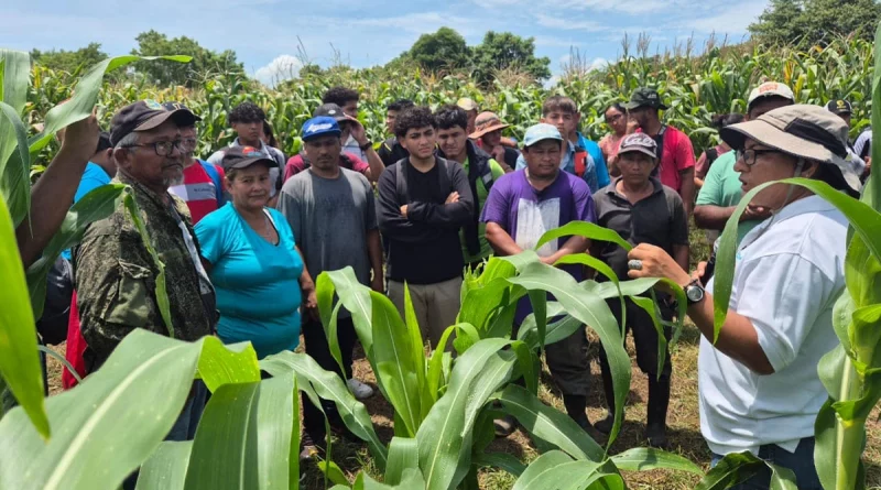 inta, managua, cultivo, maiz, agropecuarias, productores de maiz