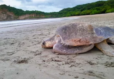 tortugas marinas, rivas, san juan del sur, marena