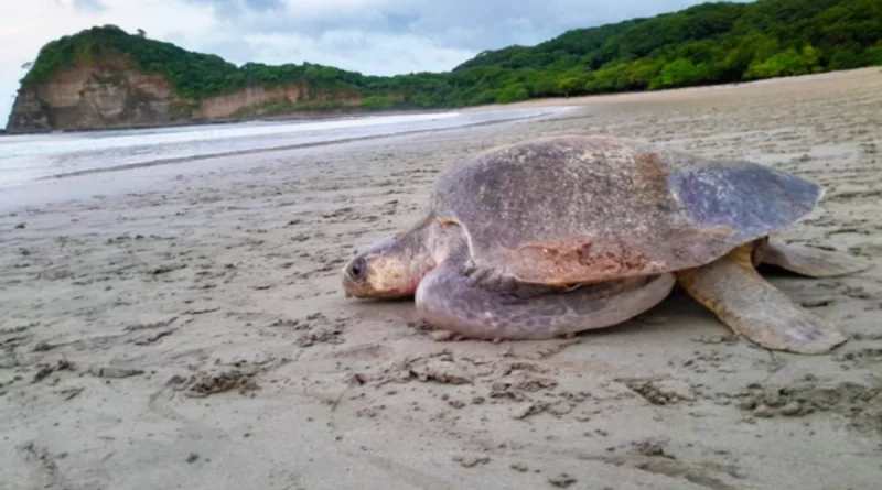 tortugas marinas, rivas, san juan del sur, marena