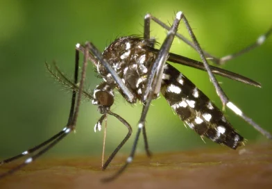 malaria, menos contagios, nicaragua, gobierno de nicaragua, menos contagios, ministerio de salud, salud, nicaragua,