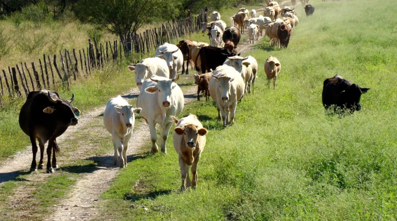 ejercito de nicaagua, gobierno de nicaragua, nicaragua, rivas, ganaderia,