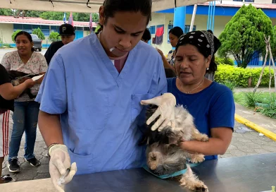 nicaragua, veterinaria, patitas saludables, atencion gratuita, animales, mascotas,