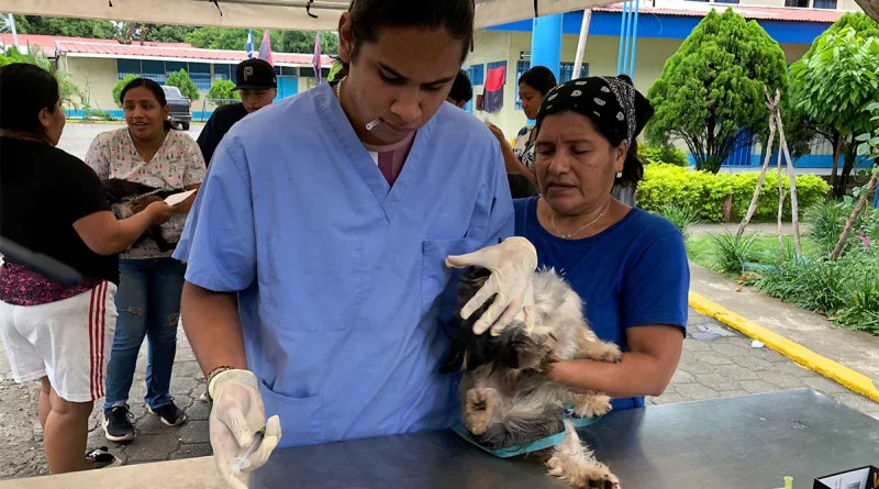 nicaragua, veterinaria, patitas saludables, atencion gratuita, animales, mascotas,