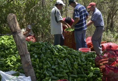 nicaragua, hortalizas, alimentos, gobierno de nicaragua, agricultura,