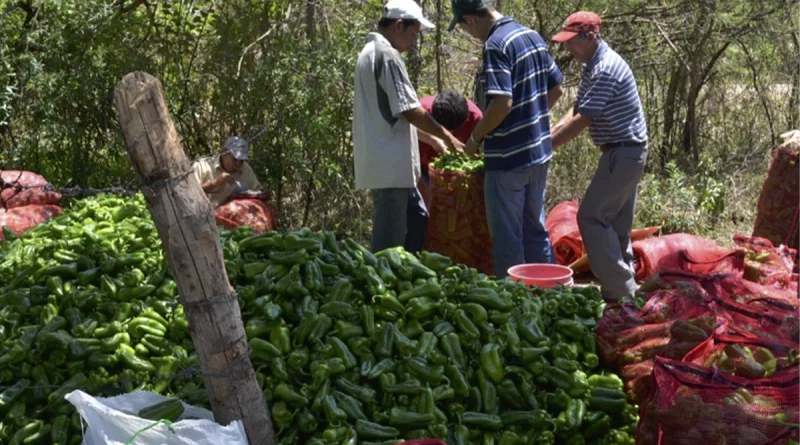 nicaragua, hortalizas, alimentos, gobierno de nicaragua, agricultura,