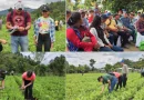 nicaragua, inta, productores locales, siembra, doble surco