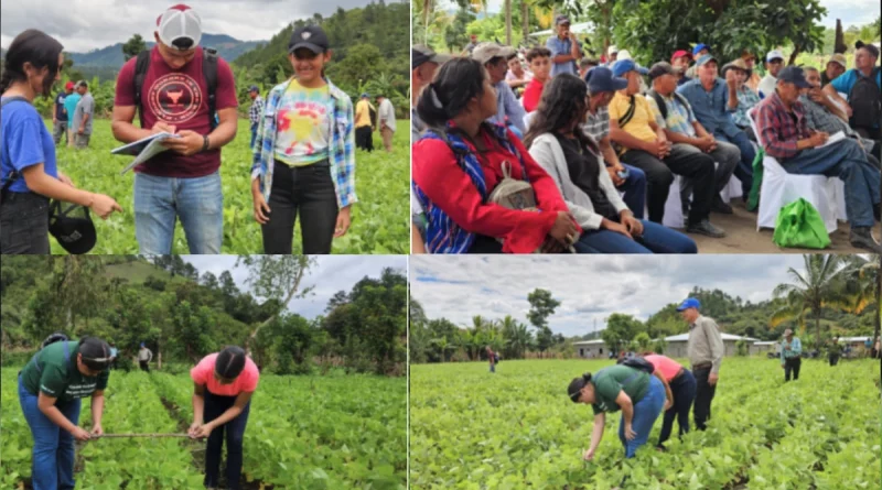 nicaragua, inta, productores locales, siembra, doble surco