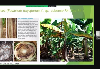 inta, cultivo, platano, nicaragua, conferencia virtual, sueños, nutricion, sanidad,