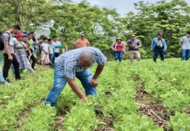 inta, productores, frijol, nicaragua, alternativas, biologicas, cultivos, controlar, trips,