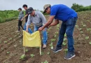 inta, repollo, plagas, control, alternativas, nicaragua, masaya, productores