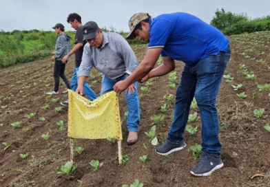 inta, repollo, plagas, control, alternativas, nicaragua, masaya, productores