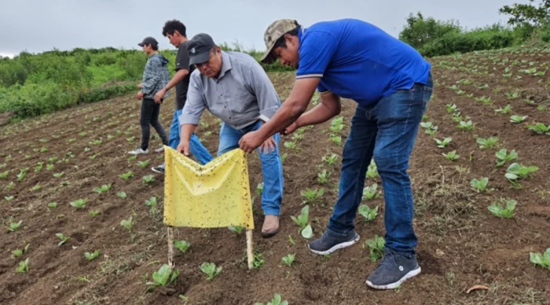 inta, repollo, plagas, control, alternativas, nicaragua, masaya, productores