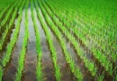 inta, Jinotega, pinta nacional, producción de arroz, arroz, producción, nicragua,