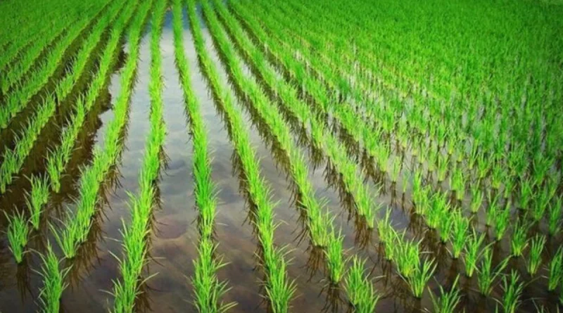 inta, Jinotega, pinta nacional, producción de arroz, arroz, producción, nicragua,