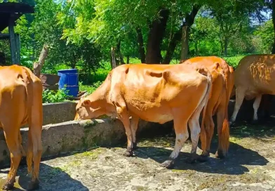 mejoramiento bovino, mejoramiento genetico, nicaragua, una,