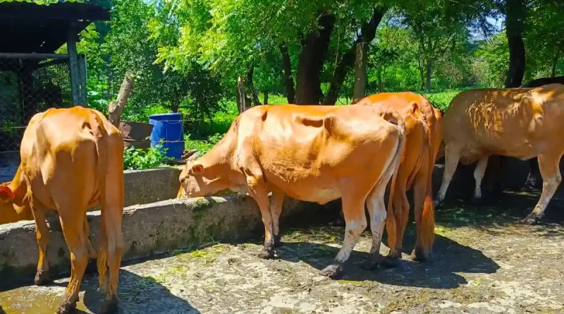 mejoramiento bovino, mejoramiento genetico, nicaragua, una,