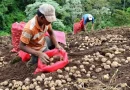 ministerio agropecuario, nicaragua, cosecha de papa, octubre